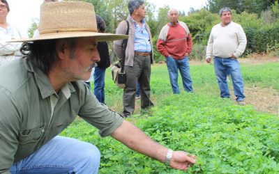 Alfalfas australianas resistentes al pastoreo para mejorar la alimentación animal