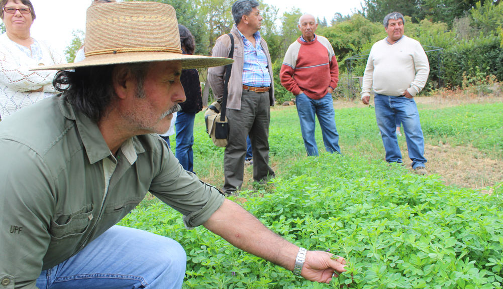 Alfalfas australianas resistentes al pastoreo para mejorar la alimentación animal