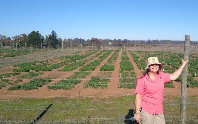 Entrega de semillas de alfalfas para complementar el sistema pastoril
