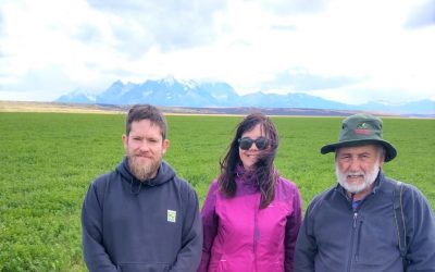 INIA La Cruz dirige investigación de alfalfa en La Patagonia