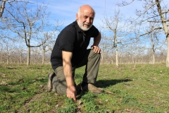 Dr.-Carlos-Ovalle-en-ensayos-de-establecimiento-alfalfas