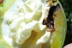 Nuez-infestada-con-larva-polilla-de-la-manzana-FAT