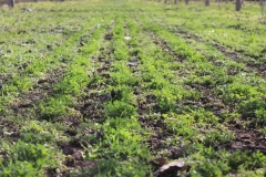 alfalfa