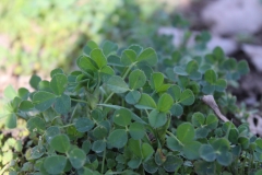 alfalfas
