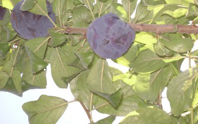 4 enfermedades en frutales