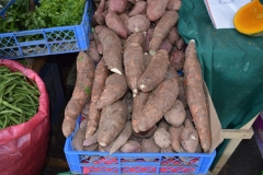 DSC_0860-yuca