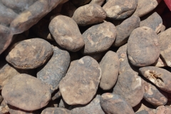agro-papas
