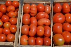 agro-tomates