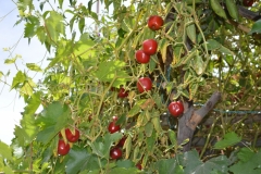 frutos-Codpa-locoto