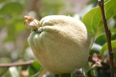 frutos-Codpa-membrillo