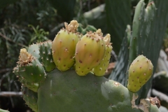 frutos-Codpa-tuna