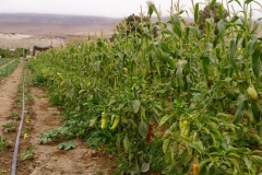 frutos-aji-azapa-medio