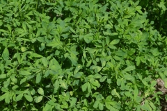 frutos-alfalfa
