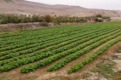 frutos-azapa-medio