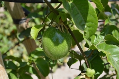 frutos-no-se