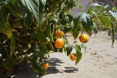 frutos-pimentc3b3n-amarillo