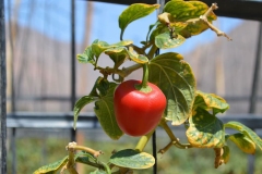 frutos-pimentc3b3n-rojo