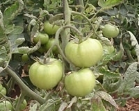 tomatesverdes